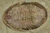 Wide Cluster Of Five Large Asaphid Trilobites - Antennae Preserved #359410-3